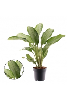 AGLAONEMA CLEOPATRA C-21...