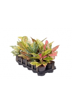 AGLAONEMA MIX PRIME C-12...