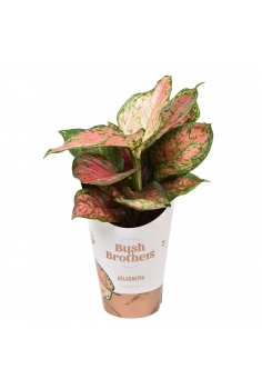 AGLAONEMA SPOTTED STAR C-12...