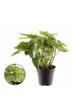 SYNGONIUM MOTTLED C-12...