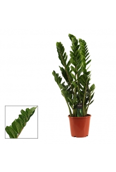 ZAMIOCULCAS C-17 (alt: 75cm...