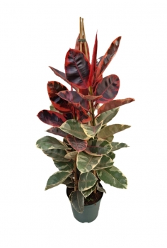 FICUS BEELIZE C-22 (alt:...