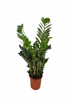 ZAMIOCULCAS EXTRA C-21...