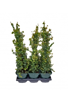 FICUS PUMILA CAÑA C-17...