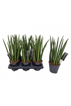 SANSEVIERIA CILINDRICA C-12...