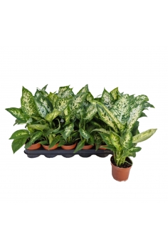 DIEFFENBACHIA COMPACTA C-9...