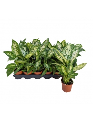 DIEFFENBACHIA COMPACTA C-9 (alt:...