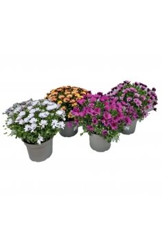 DIMORPHOTECA MIX 5L (alt:...