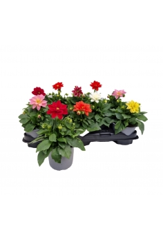 DAHLIA MIX C-13 (25cm)...