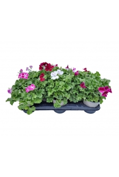 GERANIO CANDY FLOWER MIX...