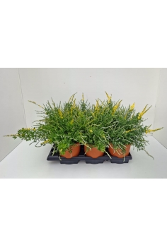 CYTISUS C-17 (40cm)...