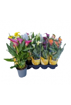 CALAS MIX C-12 (alt: 50cm)...