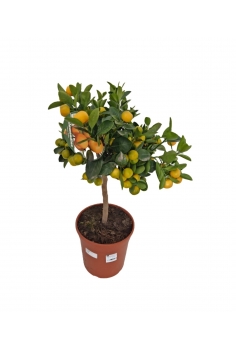 CALAMONDIN C-22 (100cm)...