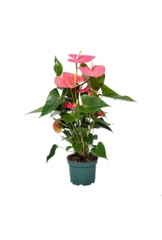 ANTHURIUM EXTRA C-17 ROJO /...