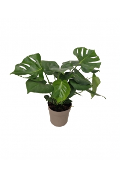 MONSTERA C-19 (alt: 65cm)...