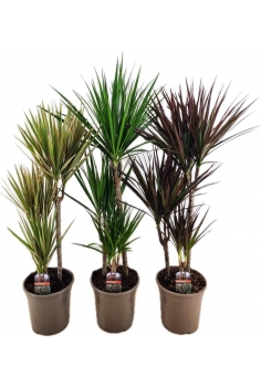 DRACAENA MARGINATA MIX C-24...