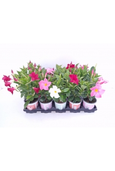 DIPLADENIA MIX C-11 (alt:...