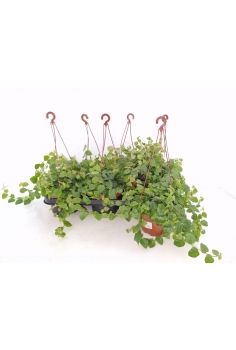 FICUS REPENS COLGADOR C-15...