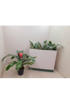 AECHMEA PRIMERA C-12 (alt:...