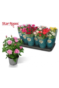 C- ROSAL MINI MIX C-10.5...