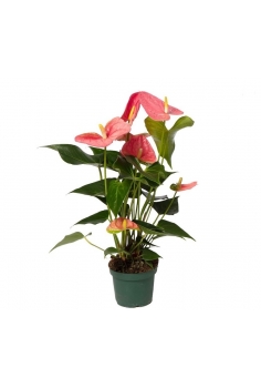 ANTHURIUM ROSA C-14 (alt:...