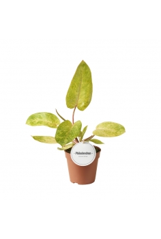 PHILODENDRON PAINTED LADY...