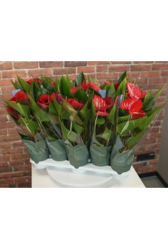 ANTHURIUM ROYAL RED C-12...