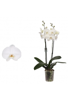 PHALAENOPSIS BLANCO C-12 (2...