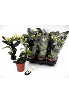 STEPHANOTYS DE ARCO C-12...