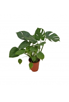 MONSTERA C-17 (alt: 55cm)...