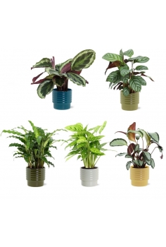 CALATHEA MIX CERÁMICA C-13...