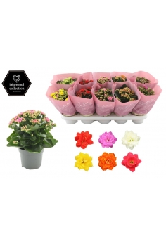KALANCHOE FLOR DOBLE C-12...