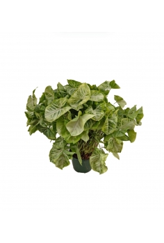 SYNGONIUM WHITE.B +...