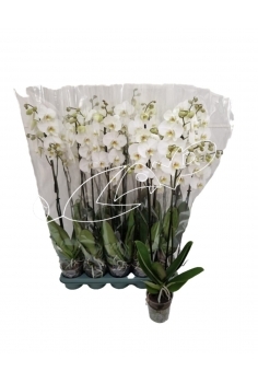 PHALAENOPSIS BLANCO EXTRA...