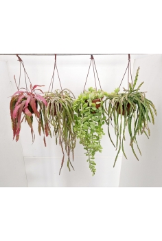 RIPSALIS MIX C-15...