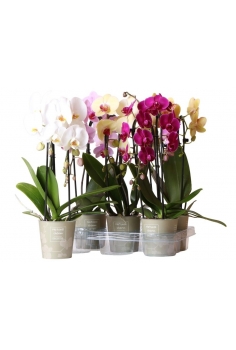 PHALAENOPSIS CASCADA MIX...