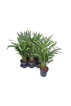ARECA C-14 (alt: 60cm)...