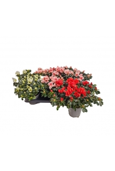 AZALEA JAPÓNICA MIX C-14...