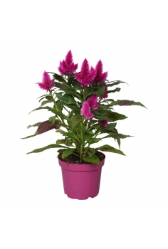 CELOSIA CARACAS C-13 (alt:...
