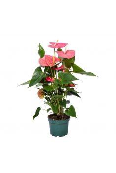 ANTHURIUM ROSA C-17 (alt:...