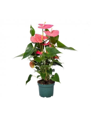 ANTHURIUM ROSA C-17 (alt: 70cm)...