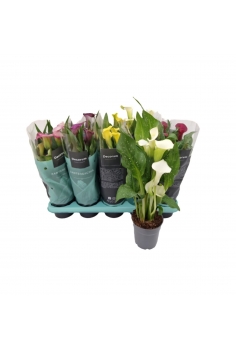 CALAS MIX C-12 (alt: 50cm)