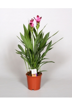 CURCUMA SIAM SPLASH C-15... 2