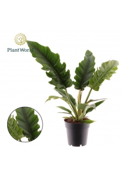 PHILODENDRON NARROW SCAPE...