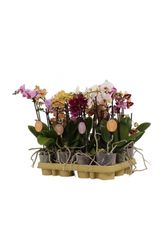 PHALAENOPSIS MINI MIX C-9...