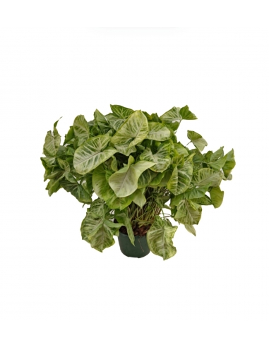 SYNGONIUM BUTTERFLY EXTRA C-15...