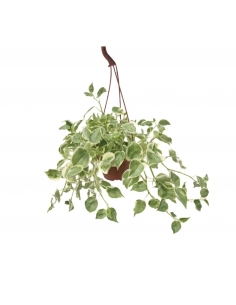 PEPEROMIA SCANDER COLGAR...