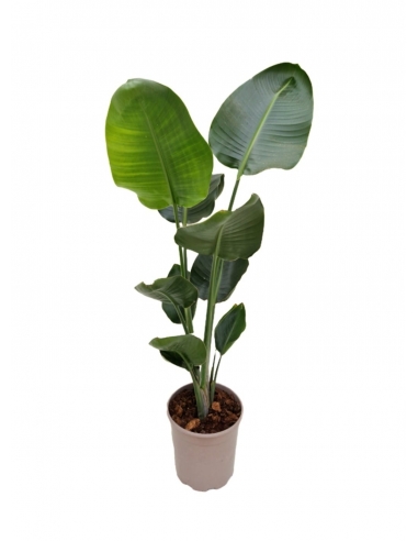 STRELITZIA AUGUSTA 3L / 1 tallo (alt:...