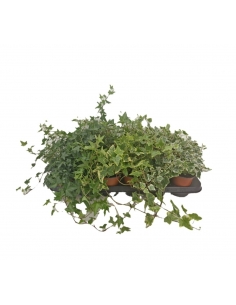HEDERA MIX C-9 (alt: 15cm)...