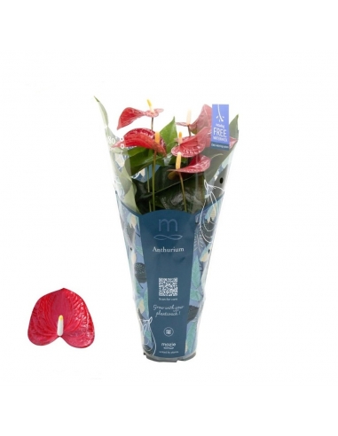 ANTHURIUM ROYAL RED C-12 (alt: 45cm)...